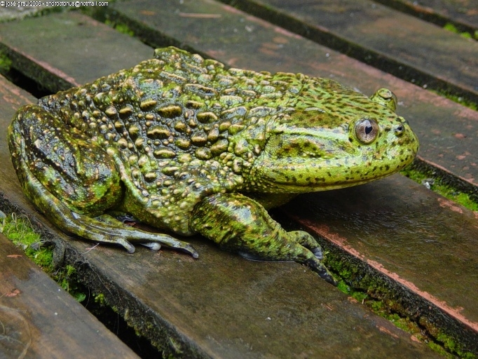 Chilean frog