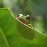 Red-eyed tree frog (Agalychnis calidryas)