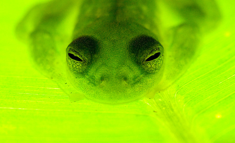 Powdered glass frog (Cochranella pulverata)