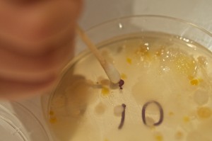 Isolating Janthinobacterium lividium with a sterile swab