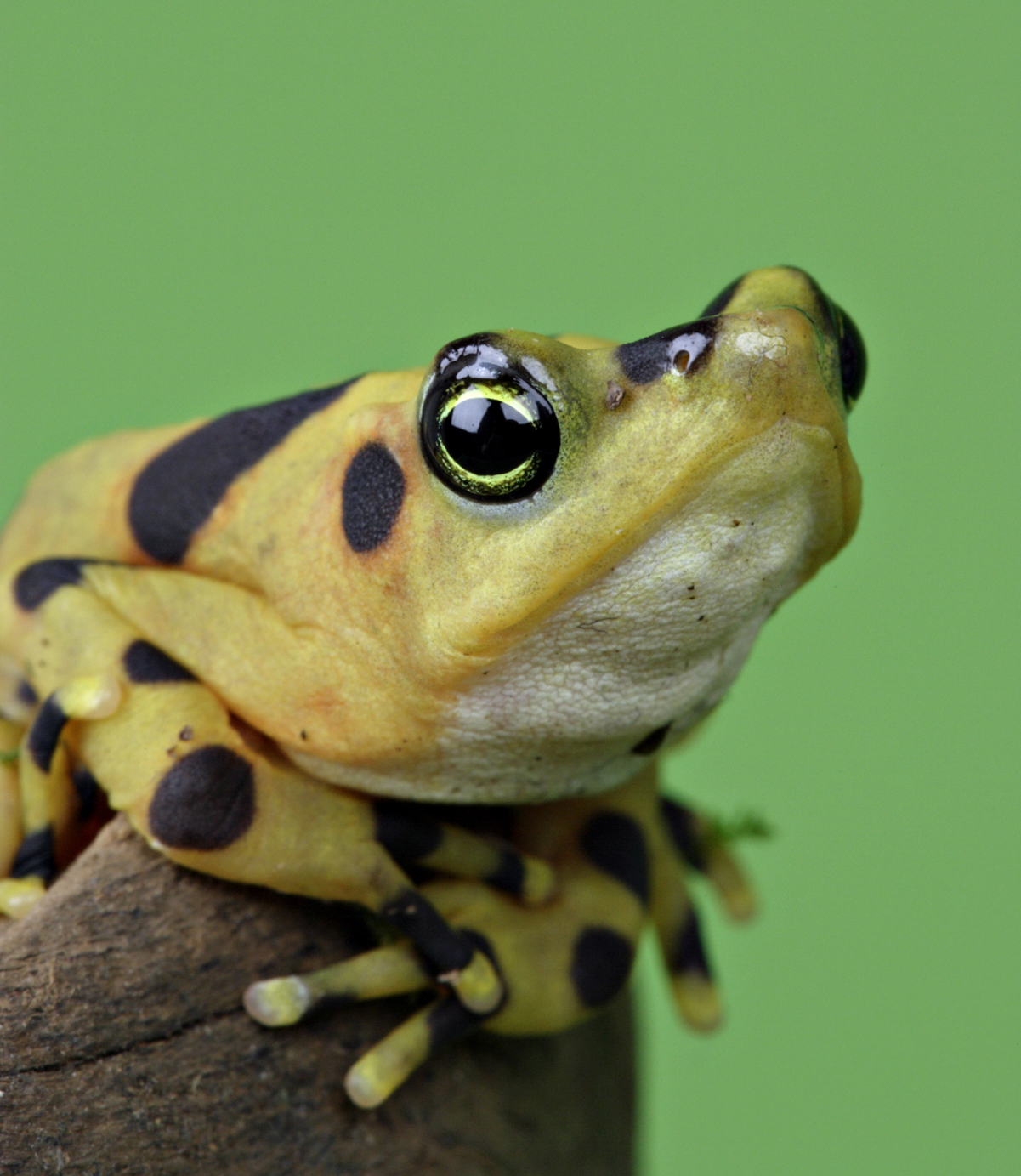 Panamanian golden frog (Atelopus zeteki)