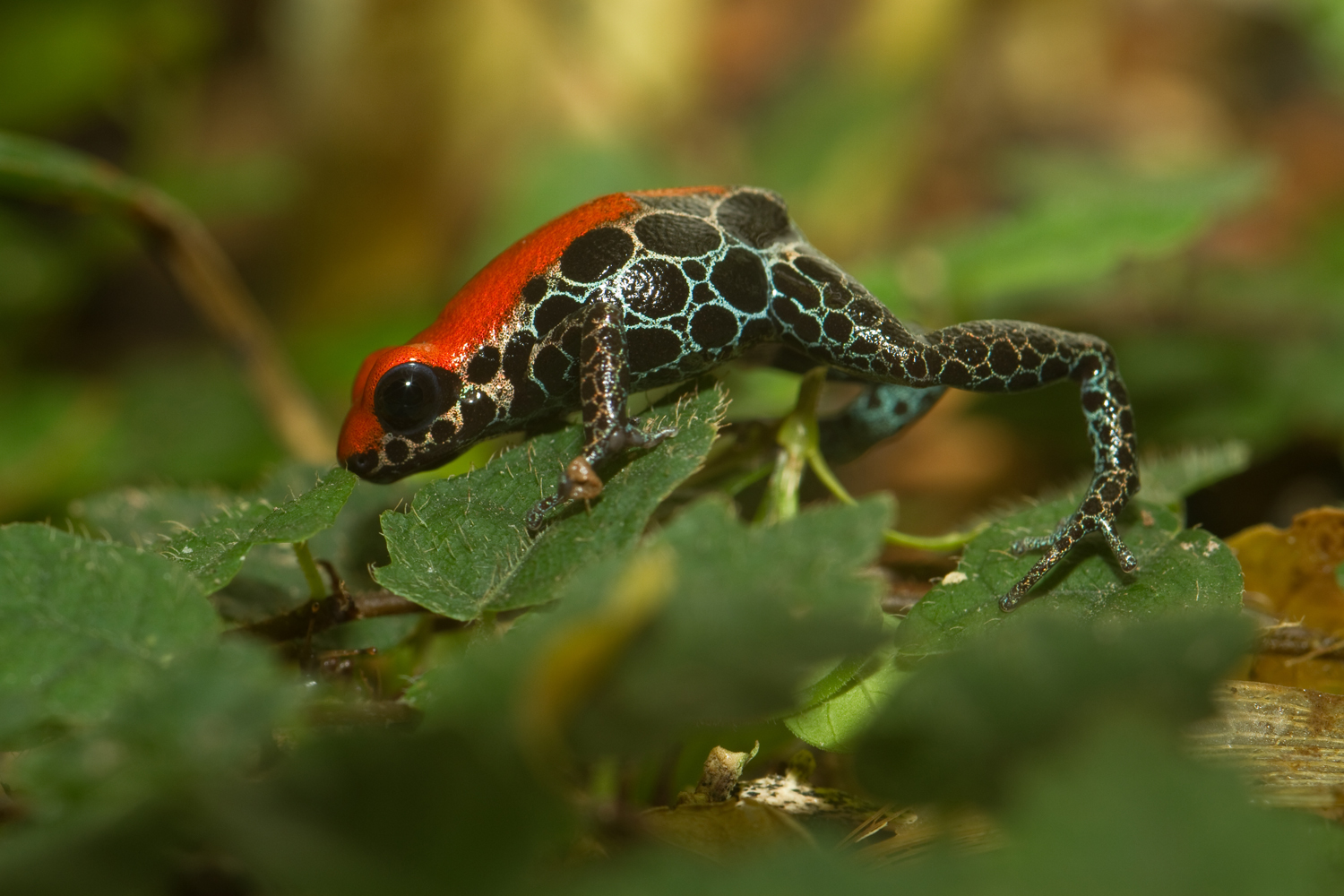 Red-backed poison dart frog (Ranitomeya reticulata)