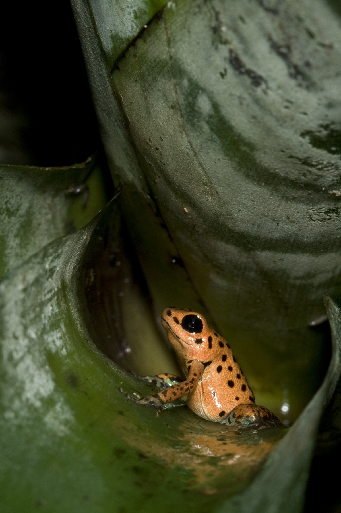 Strawberry Poison Dart Frog (Oophaga pumilio)