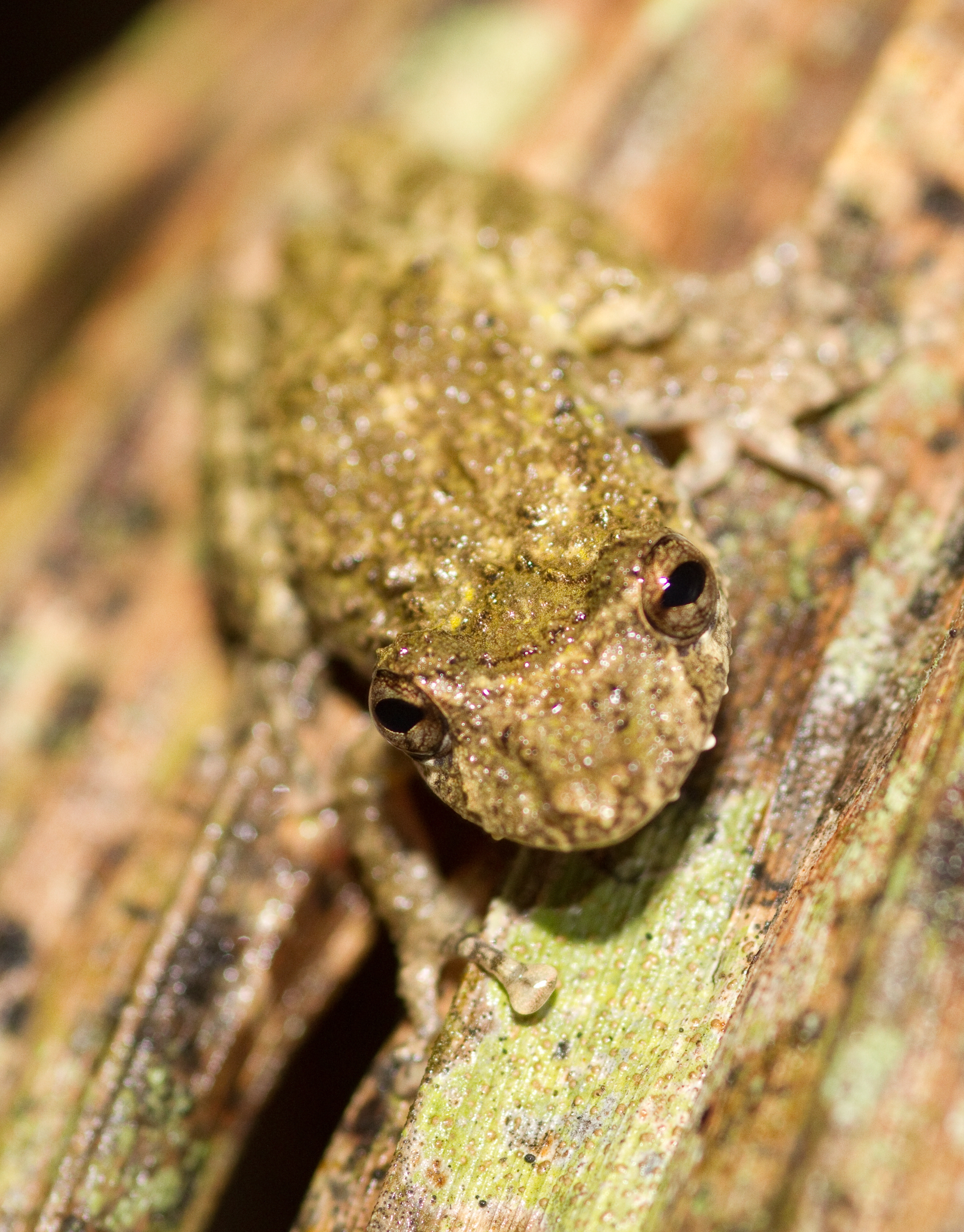 Boulenger's snouted treefrog (Scinax boulengeri)