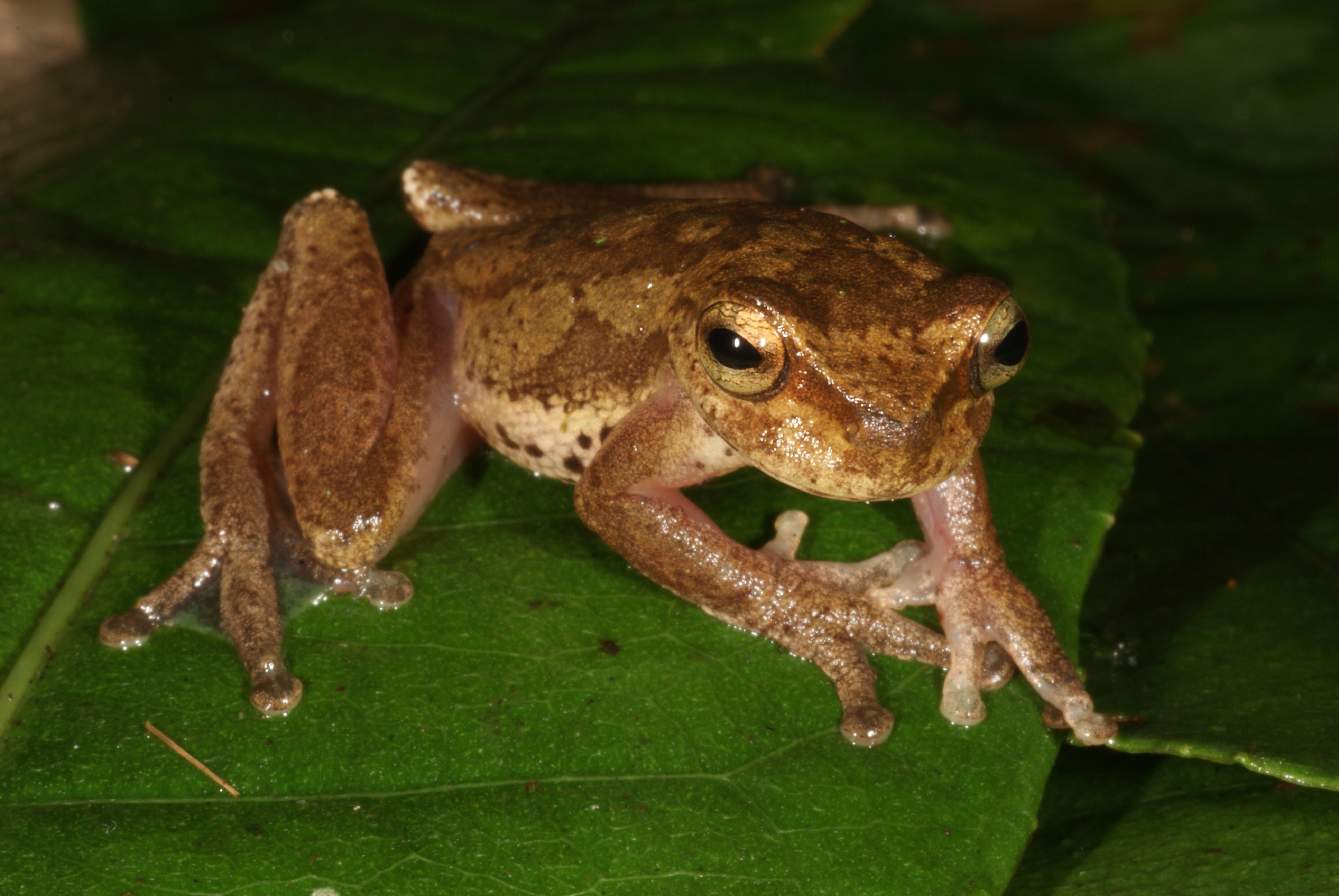 Cinchona plantation tree frog (Isthmohyla rivularis)