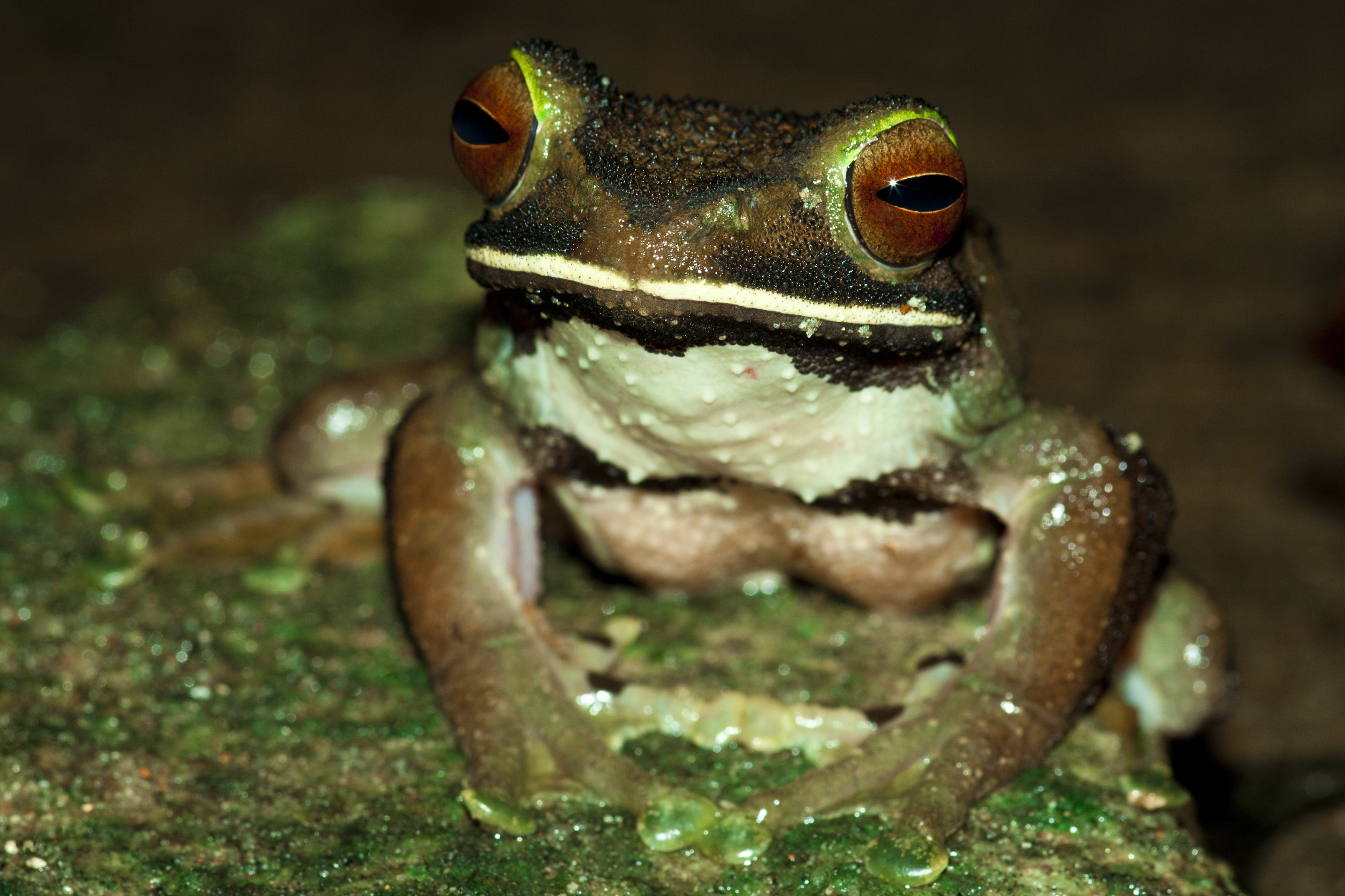 Bright eyed frog (Boophis albilabris)