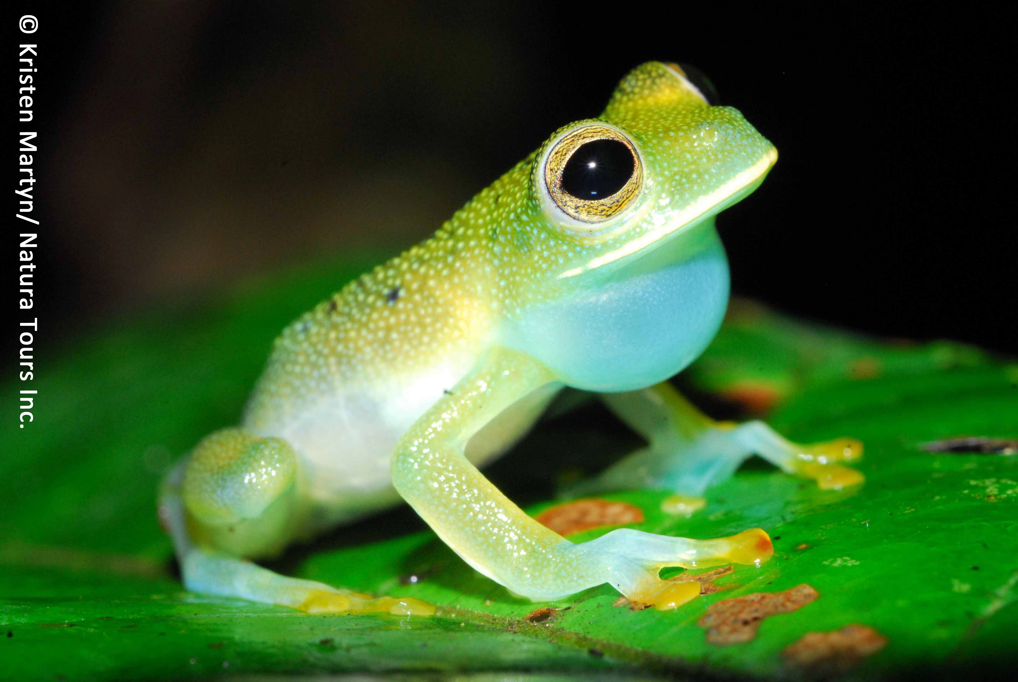 Granular glass frog (Cochranella granulosa)
