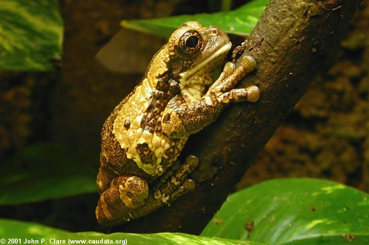 Pepper tree frog (Trachycephalus venulosus)