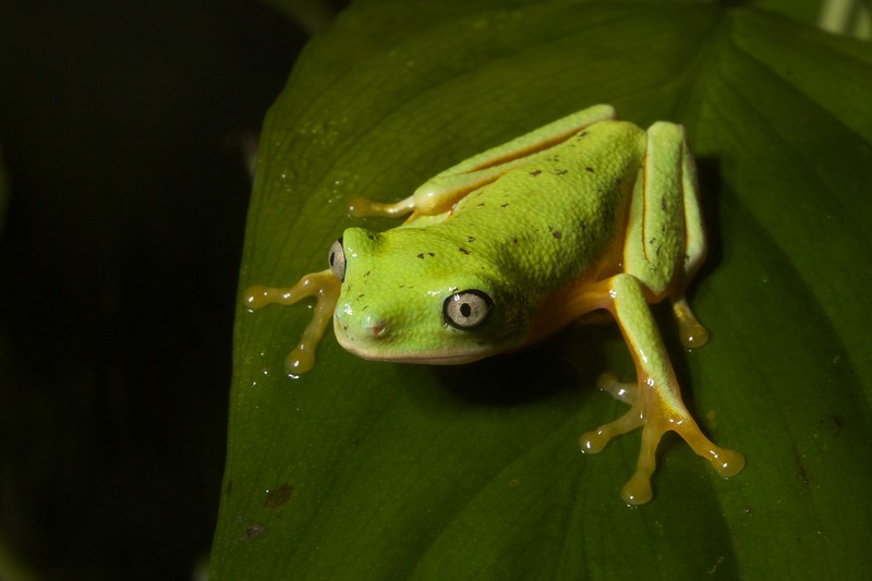 Juvenile lemur leaf frog