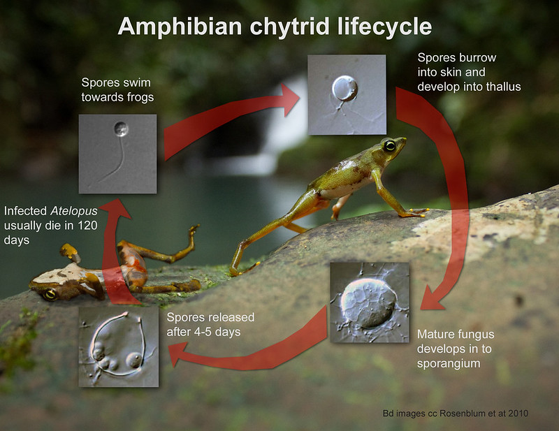 Chytrid lifecycle