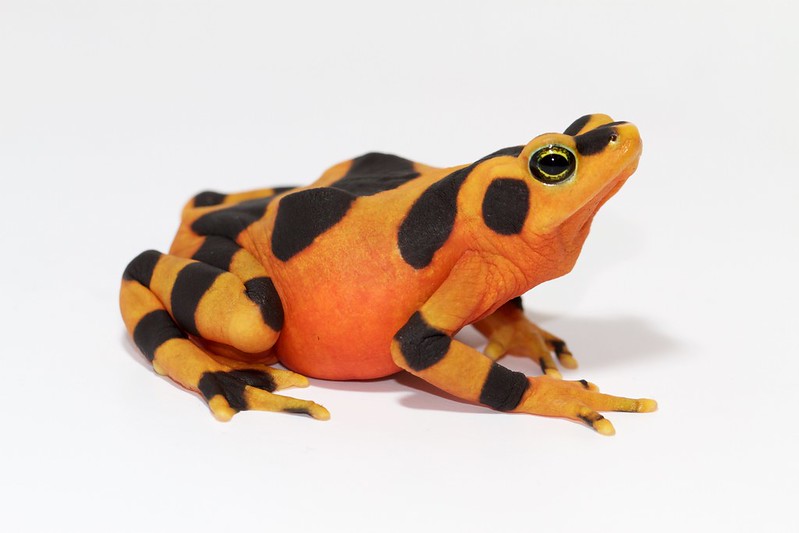 Atelopus zeteki