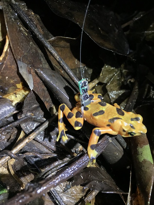 Atelopus varius with radio transmitter