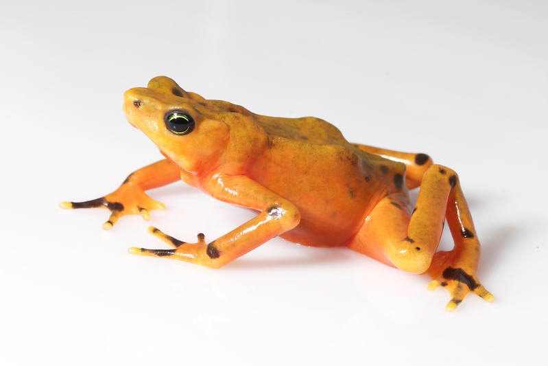 Atelopus varius