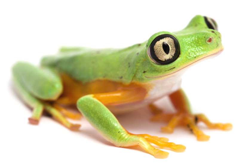 Lemur leaf frog adult