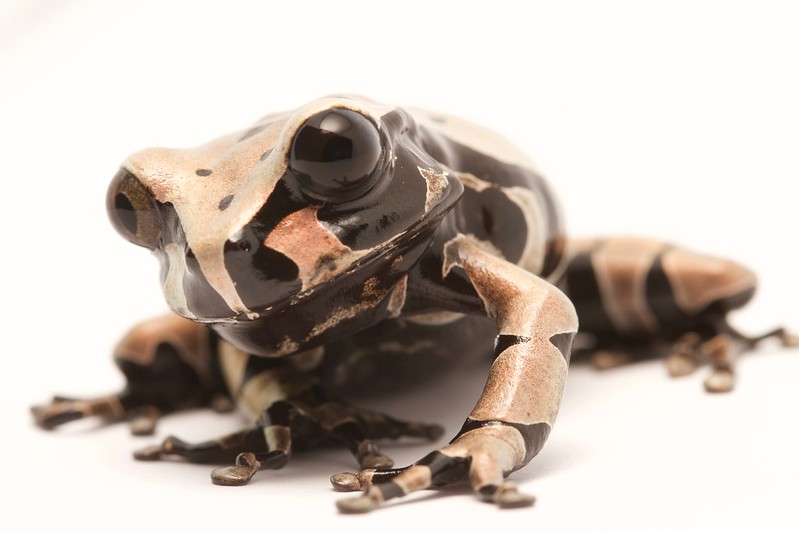 Captive-bred crowned treefrog