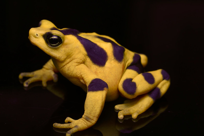 Atelopus zeteki, Rana Dorada