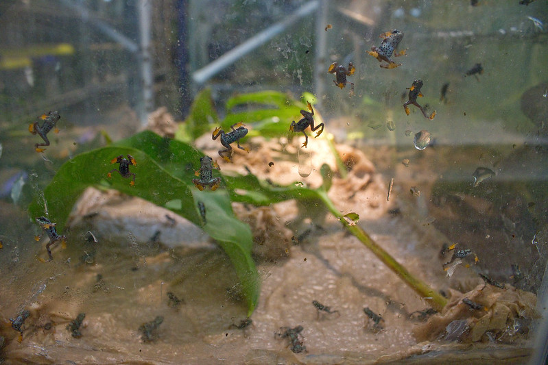 Captive-bred Atelopus certus metamorphs