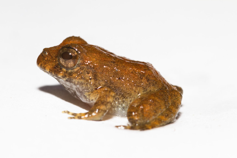 Juvenile captive-bred rusty robber frog