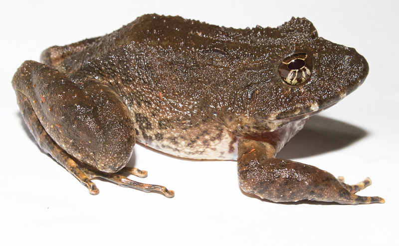 Rusty robber frog