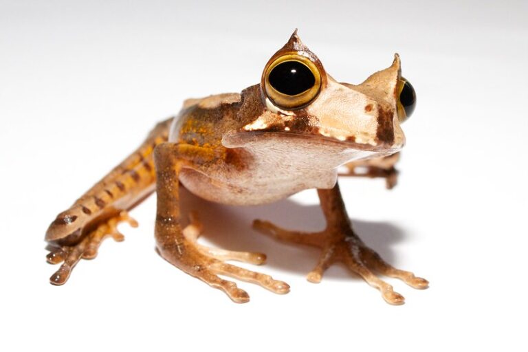 Rana marsupial cornuda - Panama Amphibian Rescue and Conservation ...