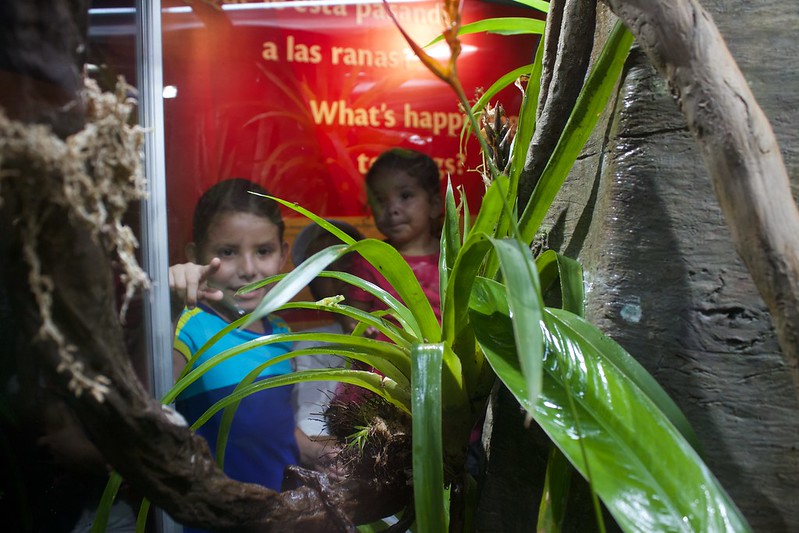 Visitors to the Punta Culebra Nature center observe a glass frog 