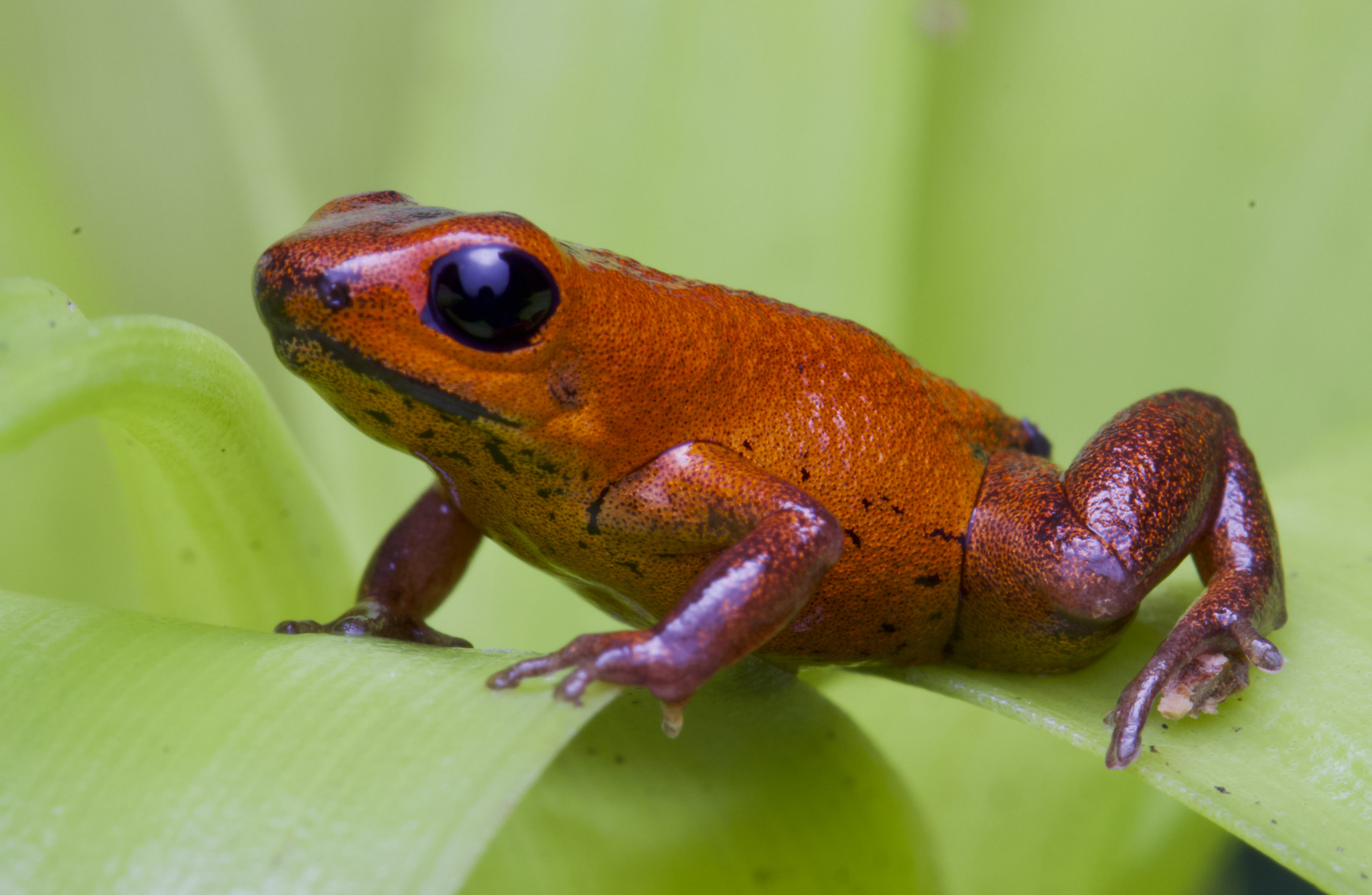 Geminis' dart frog, a critically endangered species being bred in captivity. 