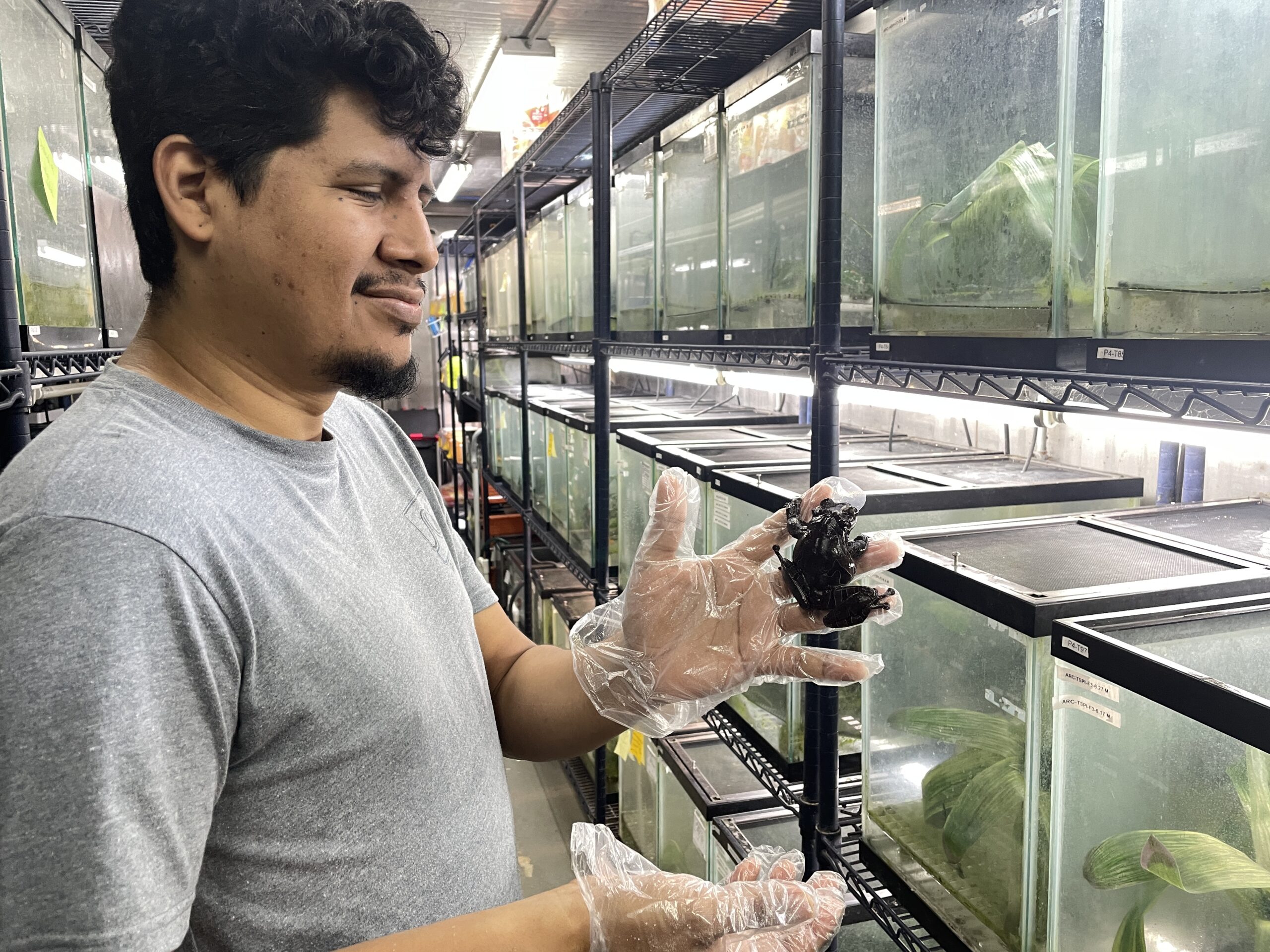 Jorge Guerrel manager of PARC holding a captive bred crowned treefrog 